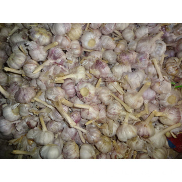 Fresh Normal White Garlic 5.0-5.5cm